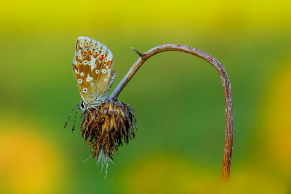 Insect Macro Photography Flora Butterfly