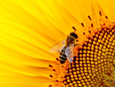 Honey Bee Bee Nectar Insect photo