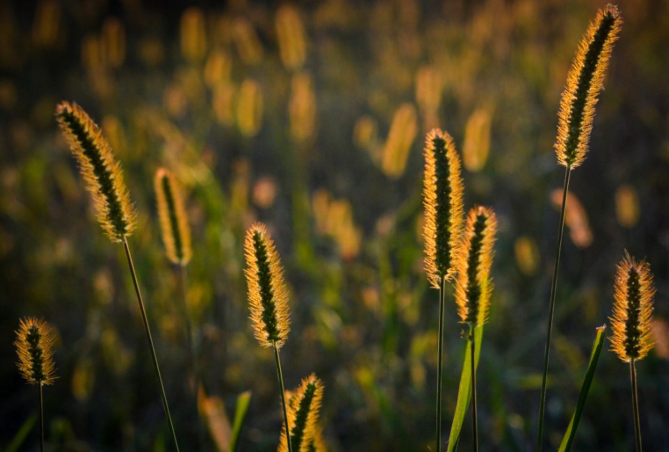 Flora Grass Family Sky Grass