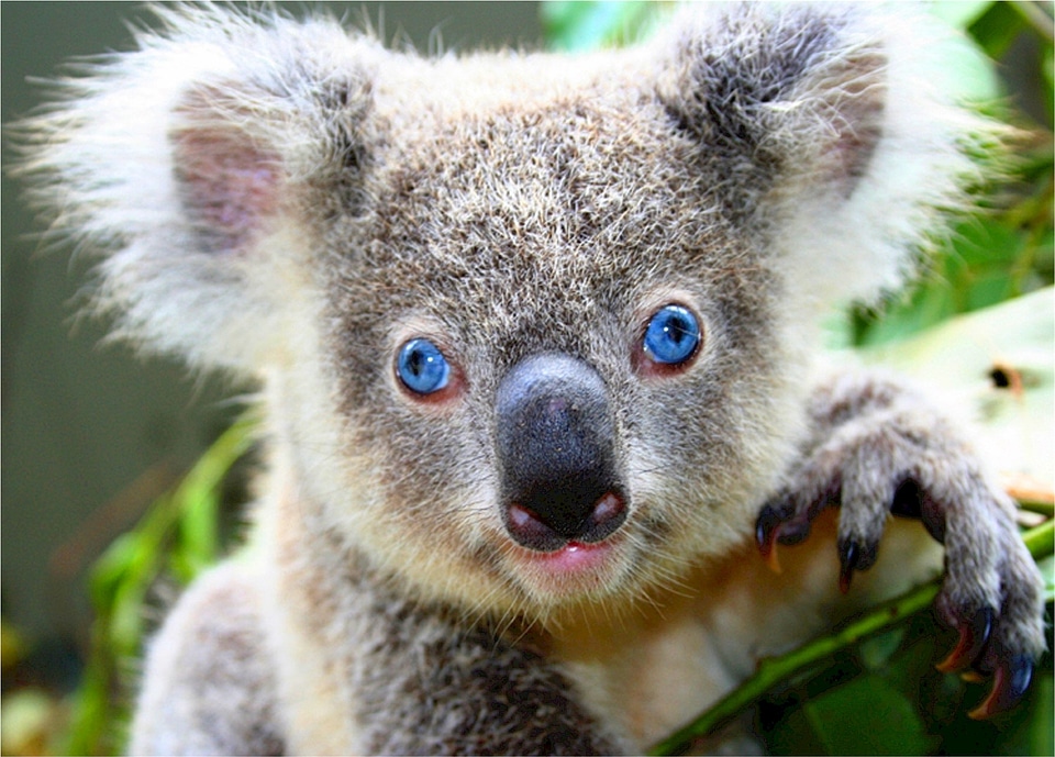 Gray blue eyes unique