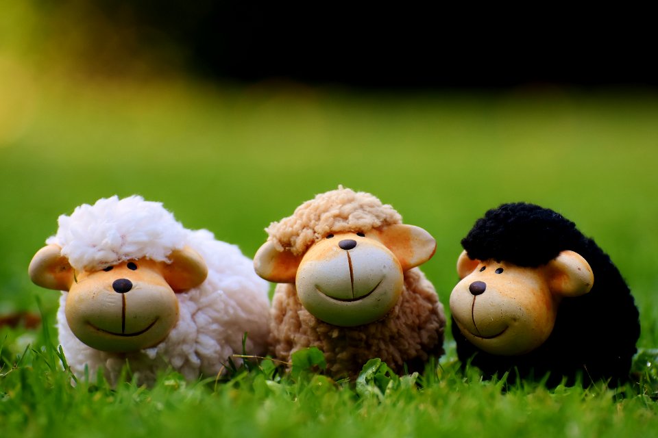 Mammal Stuffed Toy Sheep Grass