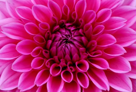 Flower Dahlia Pink Flowering Plant photo