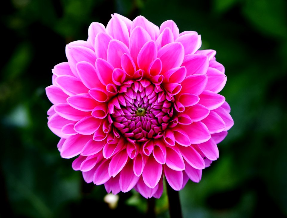 Flower Pink Plant Petal