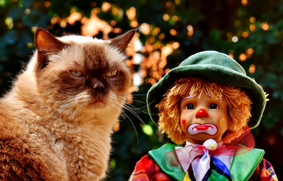 Cat Small To Medium Sized Cats Cat Like Mammal Whiskers