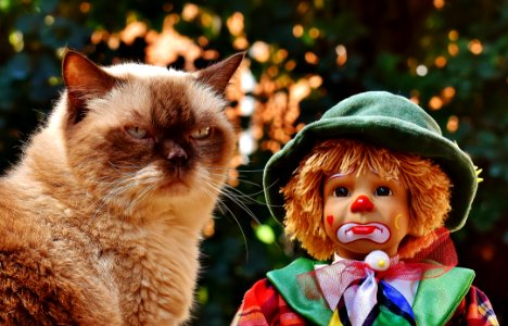 Cat Small To Medium Sized Cats Cat Like Mammal Whiskers
