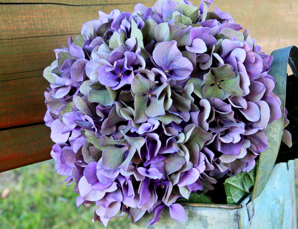 Flower Plant Purple Flowering Plant