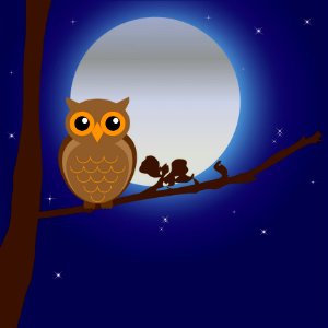 Owl Bird Of Prey Vertebrate Sky