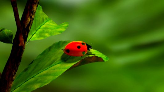 Leaf Close Up Insect Ladybird