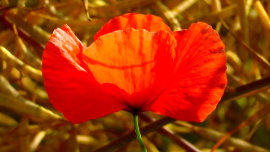 Flower Wildflower Poppy Orange