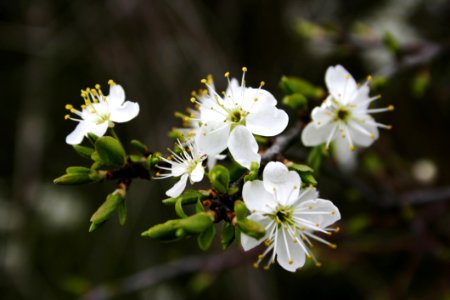 White Flower Flora Spring