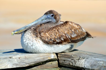 Bird Pelican Seabird Beak