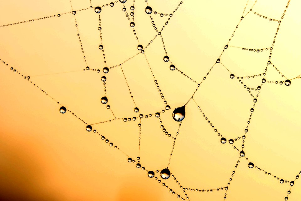 Yellow Spider Web Line Sky