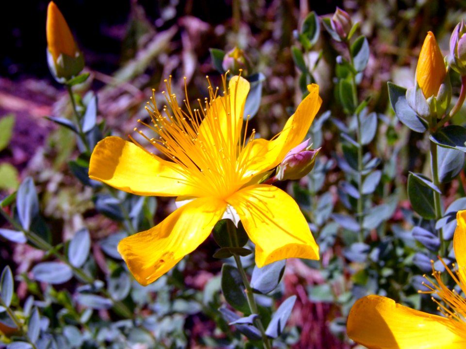 Flower Plant Yellow Flora
