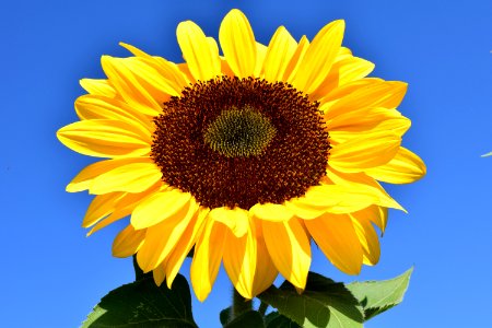 Flower Sunflower Yellow Sunflower Seed photo