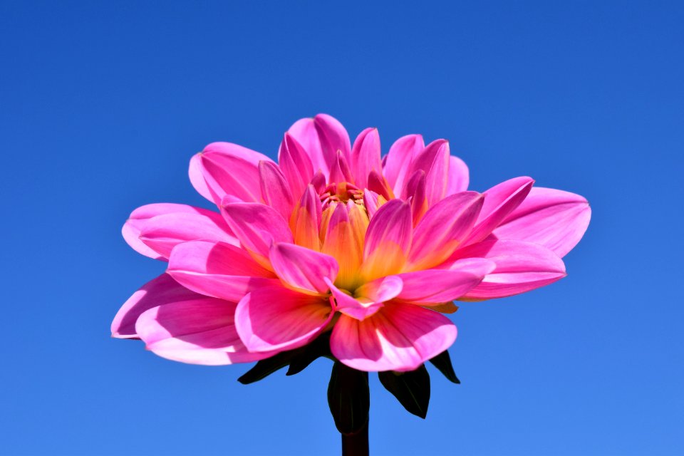 Flower Flowering Plant Pink Plant