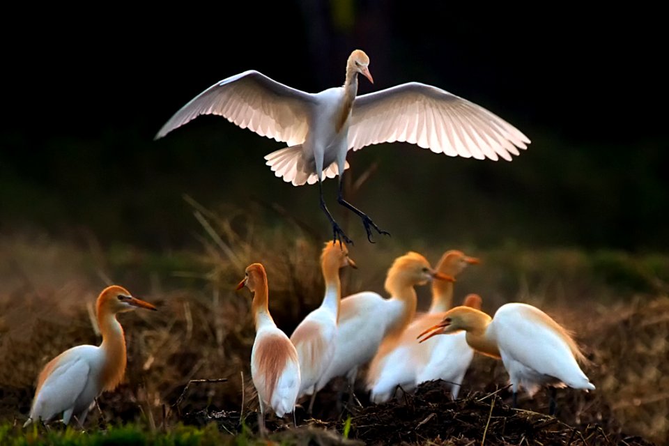 Bird Beak Stork Seabird