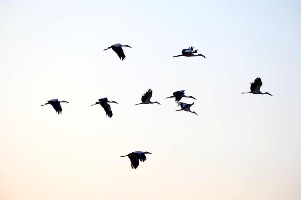 Bird Bird Migration Sky Animal Migration