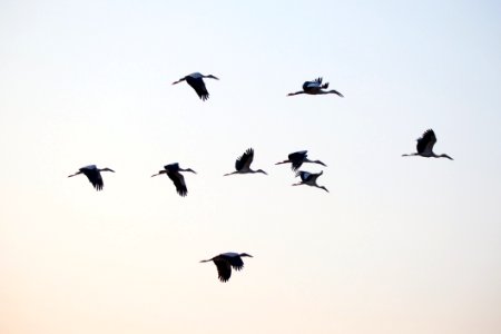 Bird Bird Migration Sky Animal Migration photo