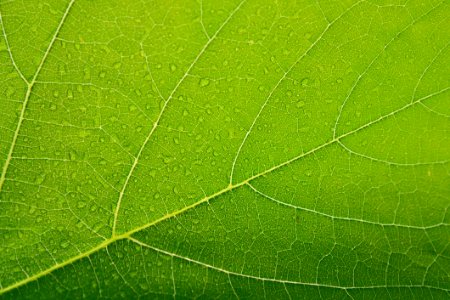 Leaf Green Grass Plant