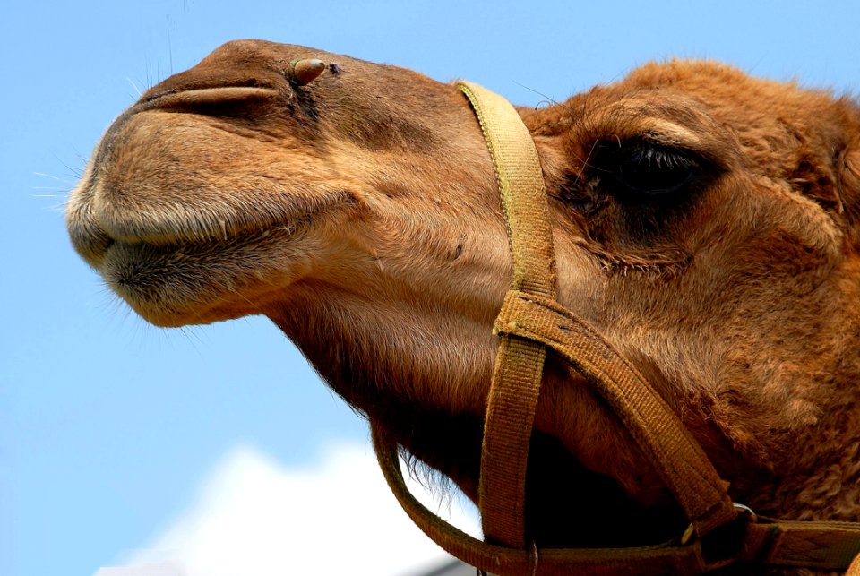 Camel Camel Like Mammal Arabian Camel Snout