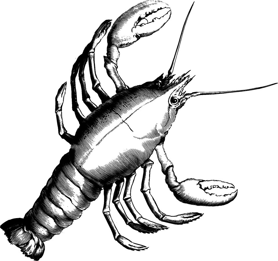 Seafood Invertebrate Black And White Decapoda
