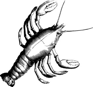 Seafood Invertebrate Black And White Decapoda
