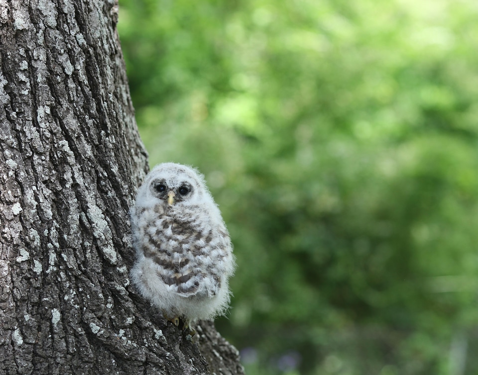 Wildlife nature young