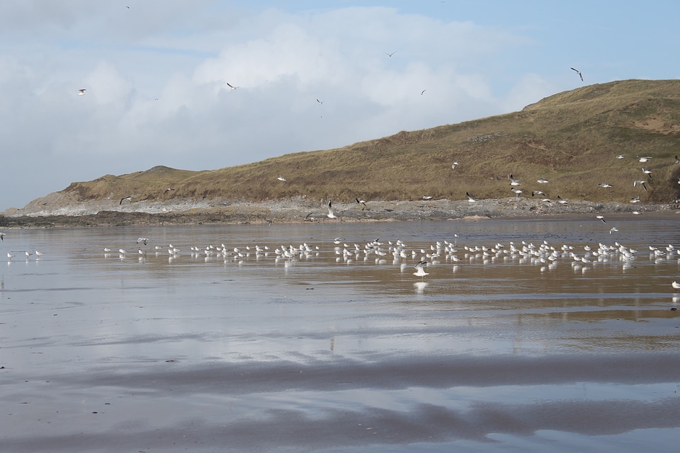 Low tide shore waders