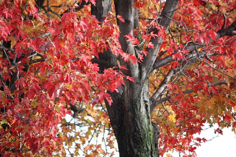 Autumn fall red