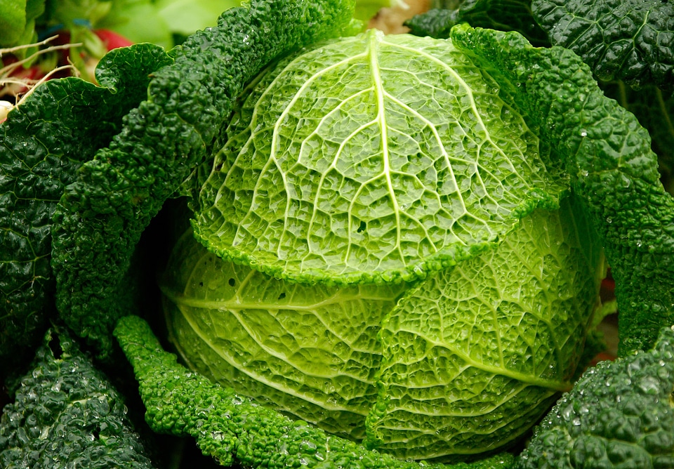 Vegetables raindrops green