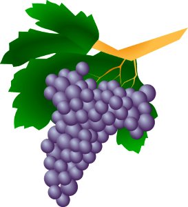 Grape Produce Fruit Food photo