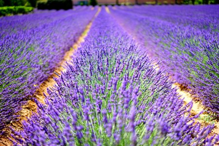 English Lavender Lavender Field Purple photo