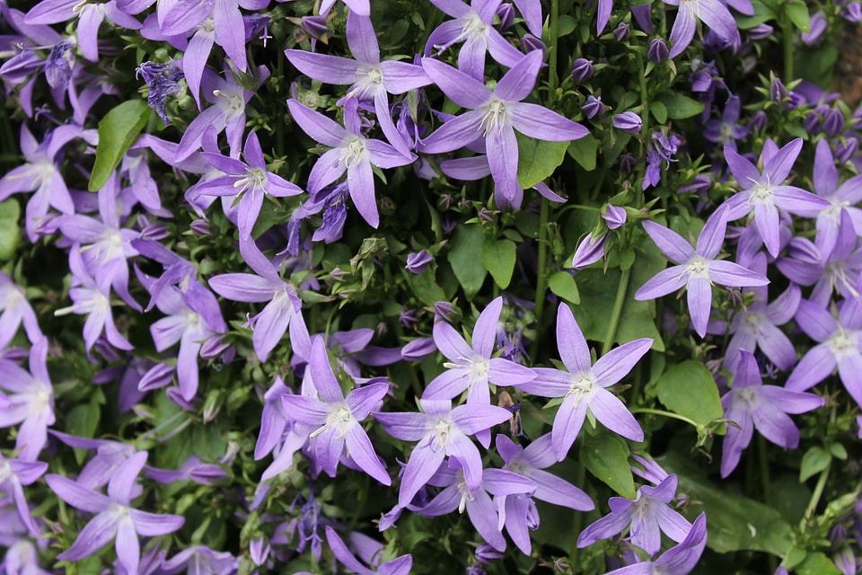 Blooms blooming fresh