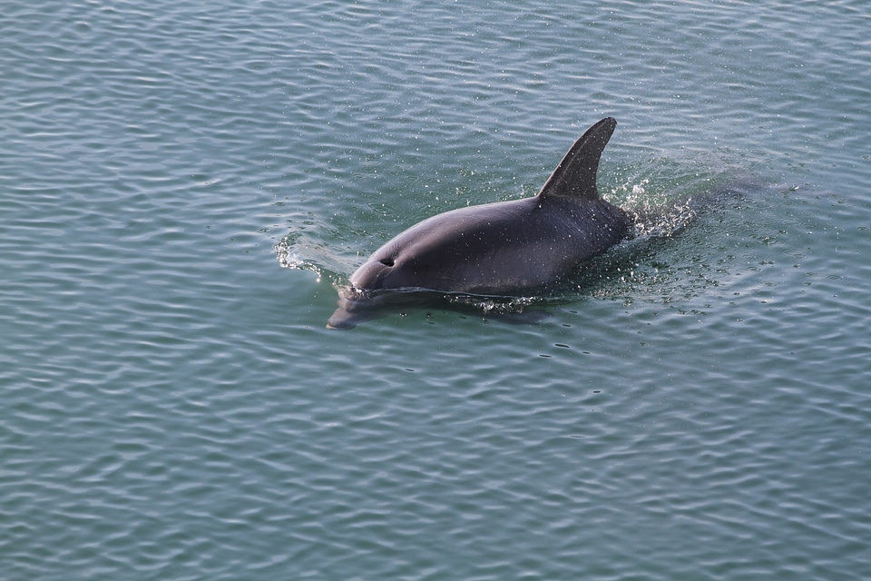Sea animal marine