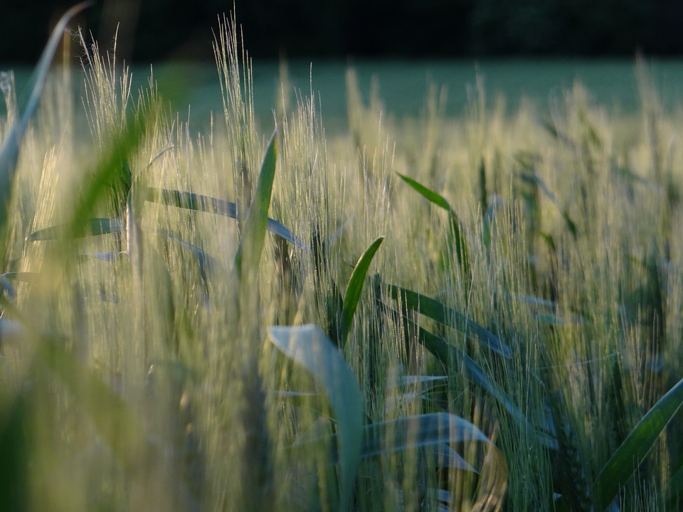 Summer landscape mood