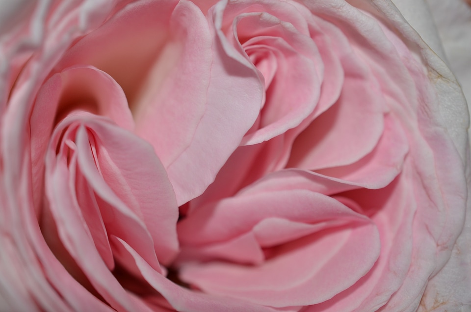 Flower nature pink