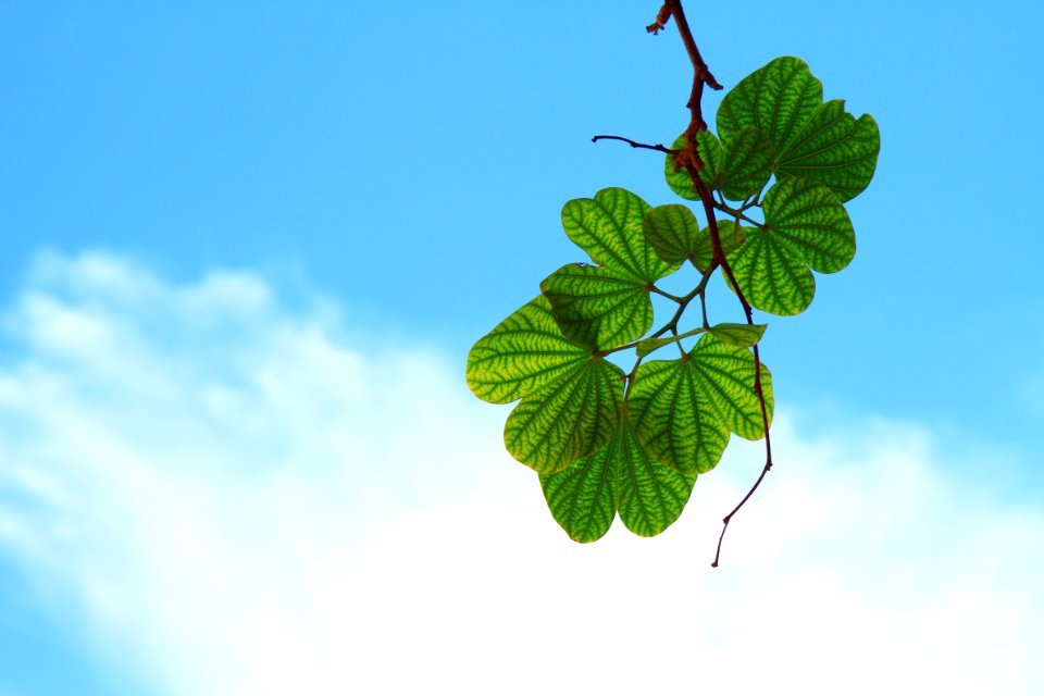 Sky Leaf Green Branch