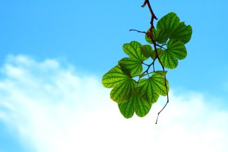 Sky Leaf Green Branch photo