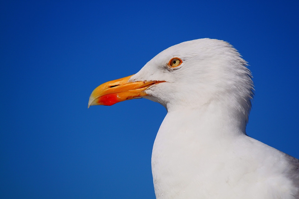 Water bird close up sky