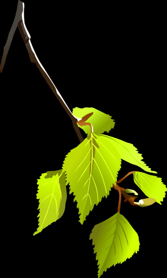 Leaf Branch Plant Twig