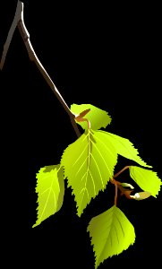 Leaf Branch Plant Twig