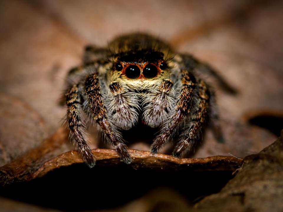 Arachnid Spider Macro Photography Close Up