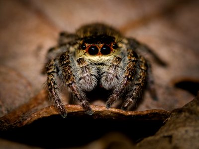 Arachnid Spider Macro Photography Close Up photo