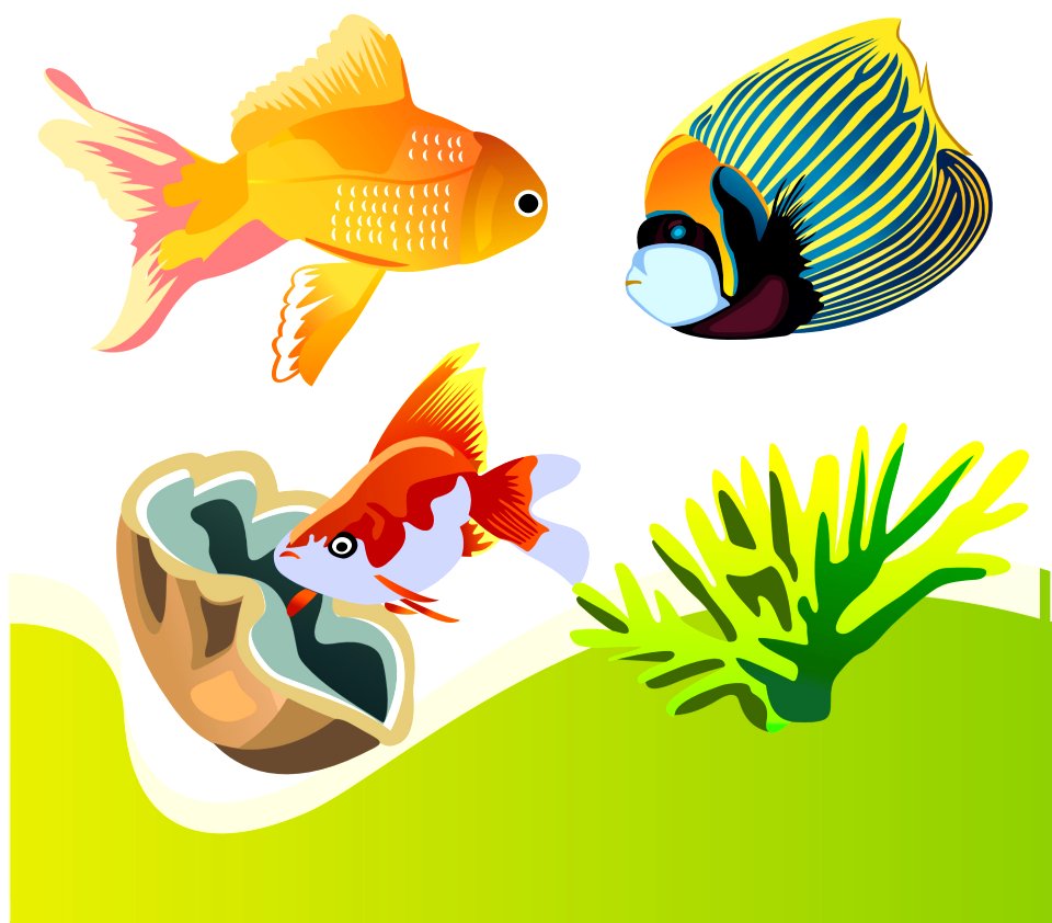 Fish Fauna Organism Marine Biology