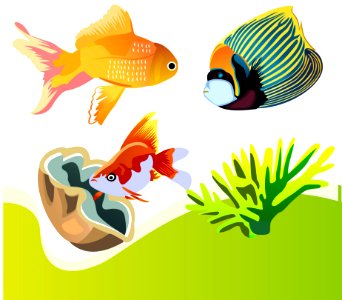 Fish Fauna Organism Marine Biology
