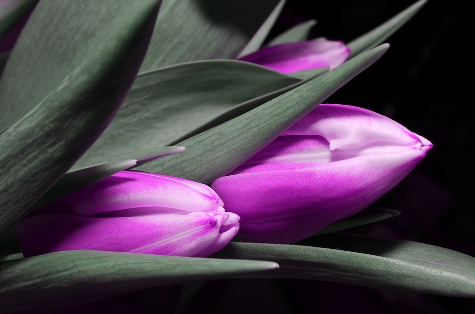 Tulip purple flower