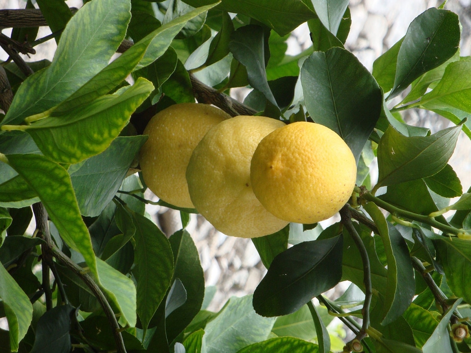 Tree yellow fruit photo