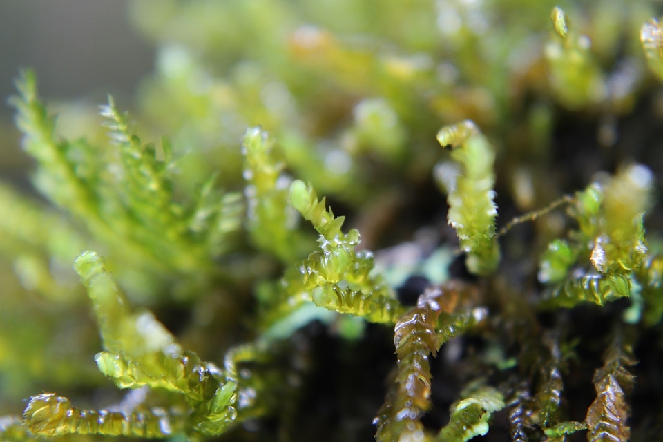 Plant natural botanical
