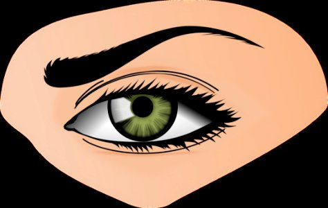Eye Eyebrow Eyelash Close Up