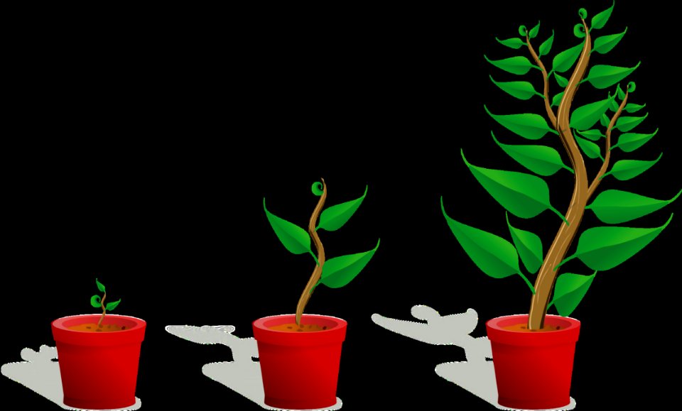Plant Leaf Flowerpot Flora